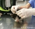 Σταθμός πρώτων βοηθειών για τα πυρόπληκτα ζώα στην Κτηνιατρική Κλινική Παλλήνης