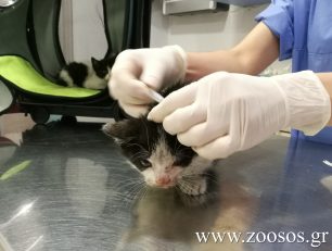 Σταθμός πρώτων βοηθειών για τα πυρόπληκτα ζώα στην Κτηνιατρική Κλινική Παλλήνης