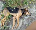 Τρία σκυλιά νεκρά από φόλες στη Λαμία Φθιώτιδας