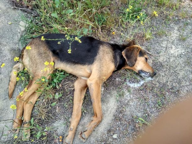 Τρία σκυλιά νεκρά από φόλες στη Λαμία Φθιώτιδας