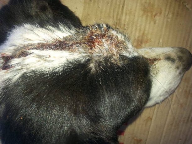 Λεβίδι Αρκαδίας: Χτύπησε τον σκύλο με φτυάρι ή τσεκούρι και του άνοιξε το κεφάλι