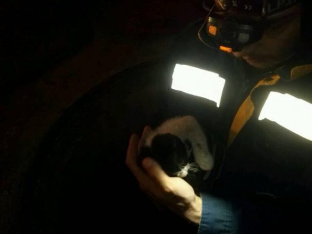Αθήνα: Έσωσε το γατάκι που είχε εγκλωβιστεί σε υπόγειο λεβητοστάσιο στα Κάτω Πετράλωνα (βίντεο)