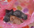 Βρήκε γατάκια κλεισμένα σε σακούλα πεταμένα στα σκουπίδια στη Μακύνεια Αιτωλοακαρνανίας (βίντεο)