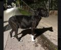Βρέθηκε μαύρος θηλυκός σκύλος που εγκυμονεί στο Μαρούσι Αττικής