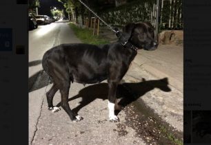 Βρέθηκε μαύρος θηλυκός σκύλος που εγκυμονεί στο Μαρούσι Αττικής