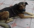 Αναζητούν τον ηλικιωμένο σκύλο που κάποιοι εξαφάνισαν από τη Θέρμη Θεσσαλονίκης ξανά