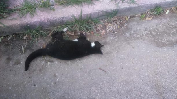 11 γάτες νεκρές & ένας σκύλος όλα ζώα δηλητηριασμένα από φόλες στο Μοσχάτο Αττικής
