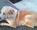 Χάθηκε θηλυκός σκύλος (Ποιμενικός Κεντρικής Ασίας) στον Κολωνό της Αθήνας