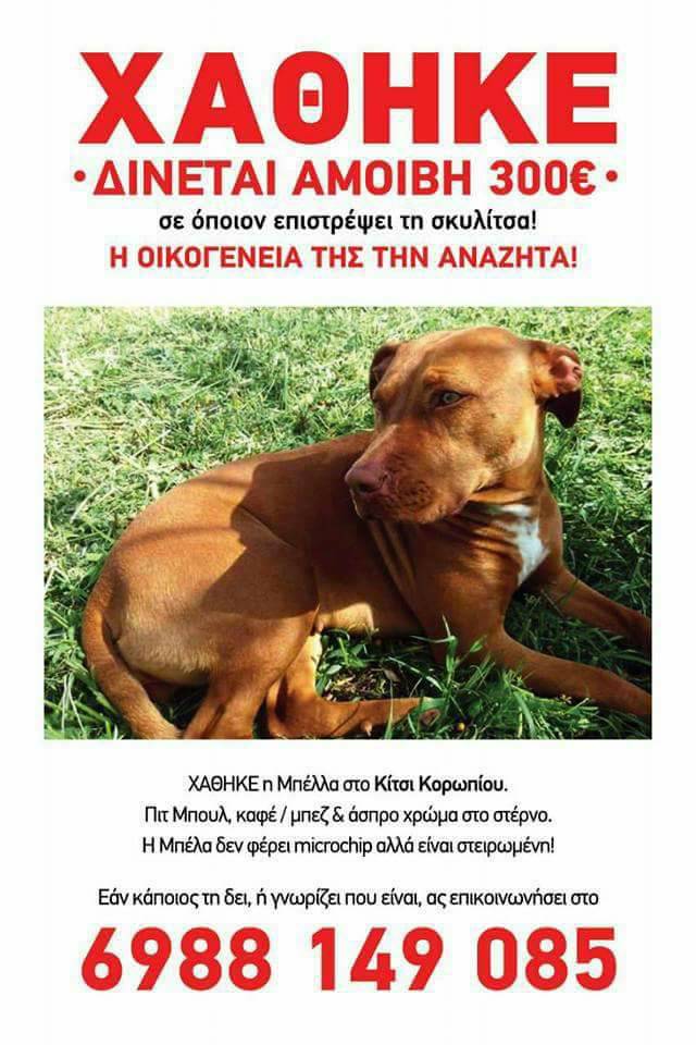 Χάθηκε θηλυκό στειρωμένο Πίτμπουλ από το Κίτσι Κορωπίου Αττικής 1 Mpela 2