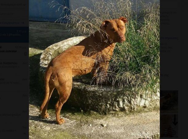 Χάθηκε θηλυκό στειρωμένο Πίτμπουλ από το Κίτσι Κορωπίου Αττικής