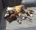 Τουλάχιστον 10 σκυλιά νεκρά από φόλες στη Μυρτιά Ηρακλείου Κρήτης