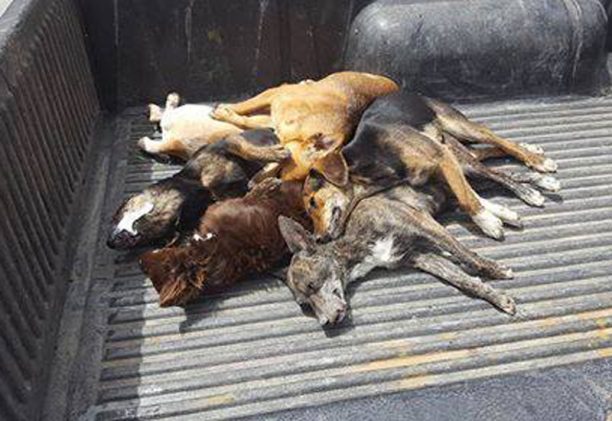 Τουλάχιστον 10 σκυλιά νεκρά από φόλες στη Μυρτιά Ηρακλείου Κρήτης
