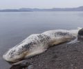 Μεγάλη ποσότητα από πλαστικές σακούλες βρέθηκε στο στομάχι νεκρής φάλαινας που εκβράστηκε στο Ακρωτήρι Σαντορίνης