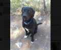 Χάθηκε αρσενικός στειρωμένος σκύλος στο Γαλάτσι Αττικής