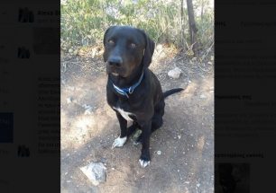 Χάθηκε αρσενικός στειρωμένος σκύλος στο Γαλάτσι Αττικής
