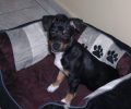 Χάθηκε σκύλος – αρσενικό Τζακ Ράσελ Τεριέ – στο Σχηματάρι Βοιωτίας