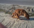 Ηλεία: Έκκληση για τον παράλυτο σκύλο που σέρνεται στους δρόμους της Κεραμιδιάς Αμαλιάδας