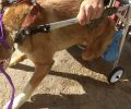 Φροντίζουν τον παράλυτο σκύλο που σερνόταν επί 2 μήνες στην Κεραμιδιά Ηλείας χωρίς κανείς να νοιαστεί (βίντεο)