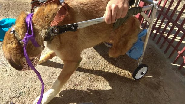 Φροντίζουν τον παράλυτο σκύλο που σερνόταν επί 2 μήνες στην Κεραμιδιά Ηλείας χωρίς κανείς να νοιαστεί (βίντεο)