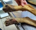 Επί δύο μήνες σερνόταν ο σκύλος παράλυτος στην Κεραμιδιά Ηλείας και οι ντόπιοι δεν νοιάστηκαν (βίντεο)