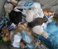 Βρήκαν 5 κουτάβια ζωντανά πεταμένα σε κάδο σκουπιδιών στην Πρέβεζα