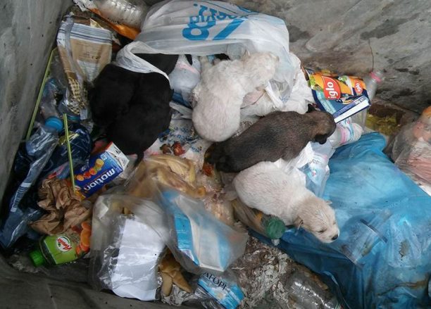 Βρήκαν 5 κουτάβια ζωντανά πεταμένα σε κάδο σκουπιδιών στην Πρέβεζα