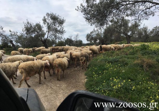 Σκάλα Αιτωλοακαρνανίας: 26χρονος έβαλε φωτιά σε ποιμνιοστάσια για να εκδικηθεί τους ιδιοκτήτες τους – Ευτυχώς γλύτωσαν τα ζώα