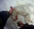 Θεσσαλονίκη: Πυροσβέστες έσωσαν τα σκυλιά που παγιδεύτηκαν σε διαμέρισμα όπου έπιασε φωτιά