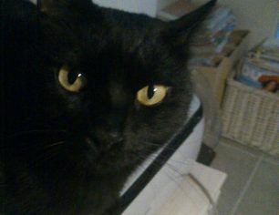 Χάθηκε μαύρη στειρωμένη αρσενική γάτα στα Κακάπετρα Πάρου