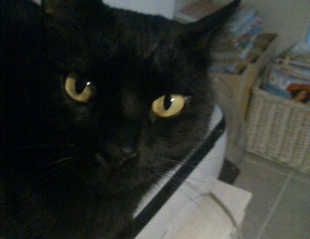 Χάθηκε μαύρη στειρωμένη αρσενική γάτα στα Κακάπετρα Πάρου