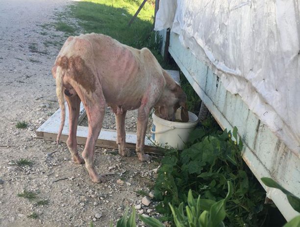 Σε τραγική κατάσταση ο σκελετωμένος σκύλος που εγκαταλείφθηκε στη Σαλαώρα Άρτας