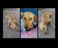 Σάμος: Πέθανε τελικά ο σκύλος που βρέθηκε πυροβολημένος στον σκουπιδότοπο