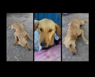 Σάμος: Πέθανε τελικά ο σκύλος που βρέθηκε πυροβολημένος στον σκουπιδότοπο