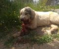 Άγνωστο από τι τραυματίστηκε σοβαρά ο σκύλος που βρέθηκε με διαλυμένο στόμα κοντά στη Σάντοβα Μεσσηνίας