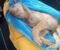 Regarding the death of a stray dog at Schistos refugee camp (Attica, Greece)