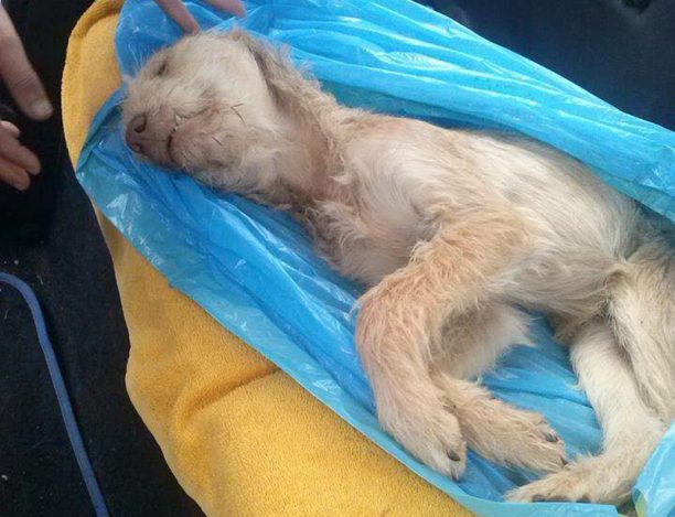 Regarding the death of a stray dog at Schistos refugee camp (Attica, Greece)