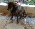 Έκκληση για τη φροντίδα σκύλου που βρέθηκε λουσμένος με πετρέλαιο στο Πέραμα Αττικής