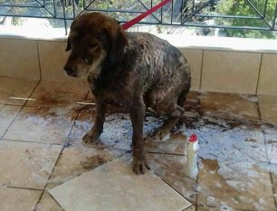Έκκληση για τη φροντίδα σκύλου που βρέθηκε λουσμένος με πετρέλαιο στο Πέραμα Αττικής