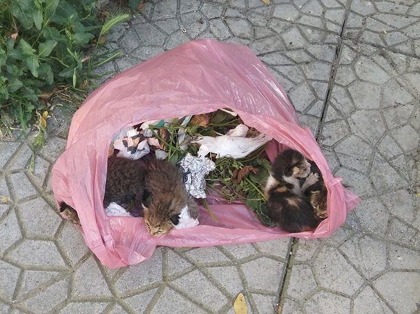 Βρήκε νεογέννητα γατάκια σε σακούλα πεταμένα στα σκουπίδια στα Ταμπάκικα Λάρισας