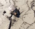Νεκρή – ίσως από πλαστική σακούλα – θαλάσσια χελώνα στην παραλία Νέων Πόρων Πιερίας