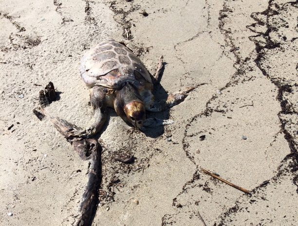 Νεκρή – ίσως από πλαστική σακούλα – θαλάσσια χελώνα στην παραλία Νέων Πόρων Πιερίας