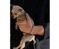 Κλοπή σκύλου (Γιορκσάιρ Τεριέ) στο Μαρίνι Φθιώτιδας