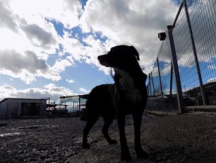 Ο Δήμος Τρικκαίων θα αφήσει στον δρόμο στα Τρίκαλα 127 σκυλιά γιατί δεν βρήκε χρήματα για να τα φροντίσει!