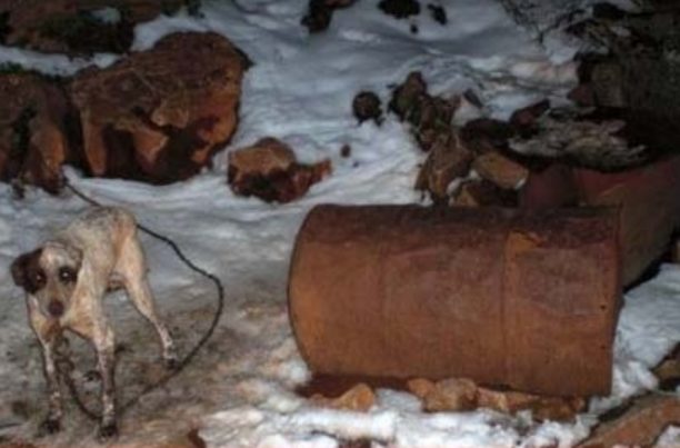 Κρήτη: Σκυλιά δεμένα, αφημένα στο έλεος του χιονιά! (Βίντεο)