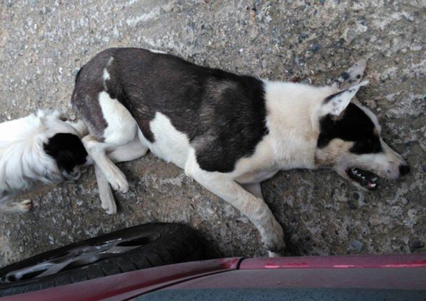 Τρία σκυλιά νεκρά από φόλες και δύο κουταβάκια αγνοούνται στη Βέροια Ημαθίας