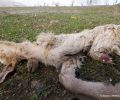 Βλαχάβα Τρικάλων: Άφησε το δηλητηριασμένο πτώμα κατσίκας εκεί που κάνουν φωλιές ασπροπάρηδες – είδος υπό εξαφάνιση