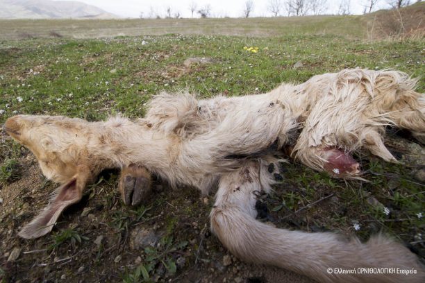 Βλαχάβα Τρικάλων: Άφησε το δηλητηριασμένο πτώμα κατσίκας εκεί που κάνουν φωλιές ασπροπάρηδες – είδος υπό εξαφάνιση