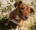 Επέζησε αλλά έμεινε ολοκληρωτικά τυφλός ο σκύλος που πυροβολήθηκε στο κεφάλι στη Ζάκυνθο (βίντεο)