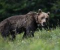 Οδηγείτε προσεκτικά: Βιότοπος - πέρασμα αρκούδας