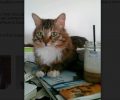 Χάθηκε φουντωτή αρσενική γάτα στα Βριλήσσια Αττικής